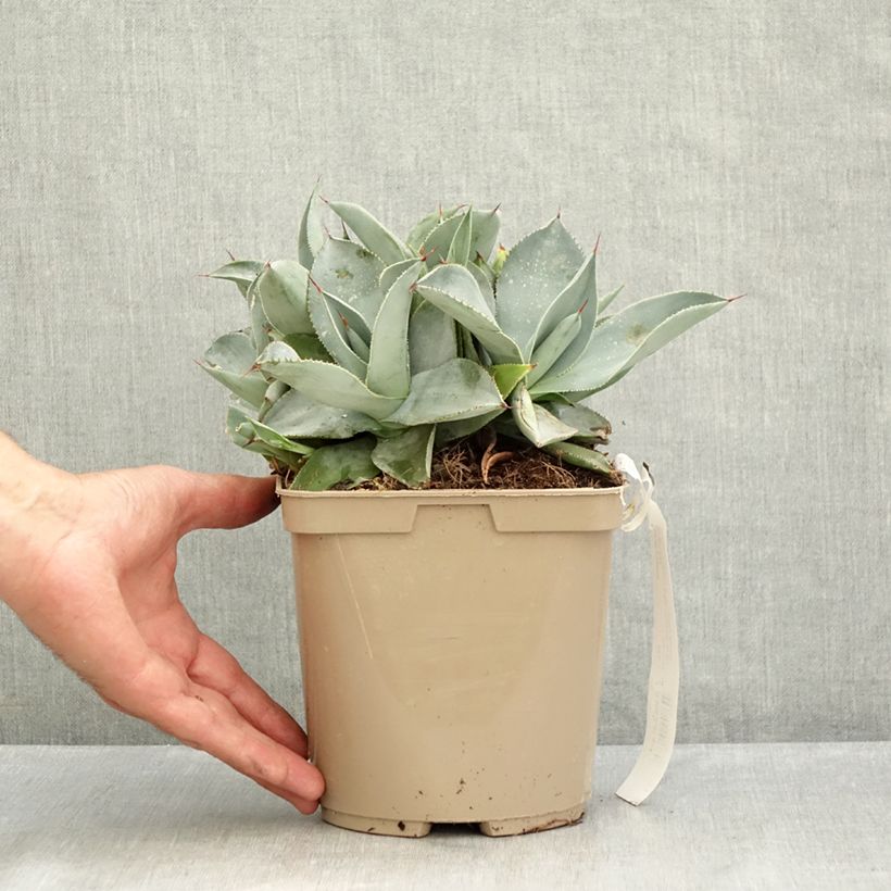 Ejemplar de Agave pygmae Dragon Toes - Maguey Maceta 3L/4L entregado en verano