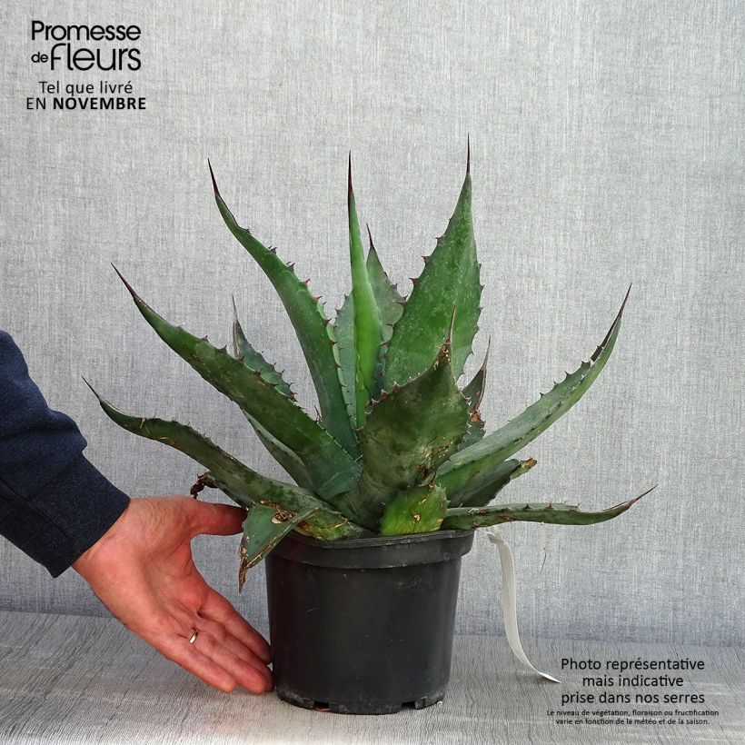 Ejemplar de Ágave férox - Agave salmiana Maceta 3L/4L entregado en otoño