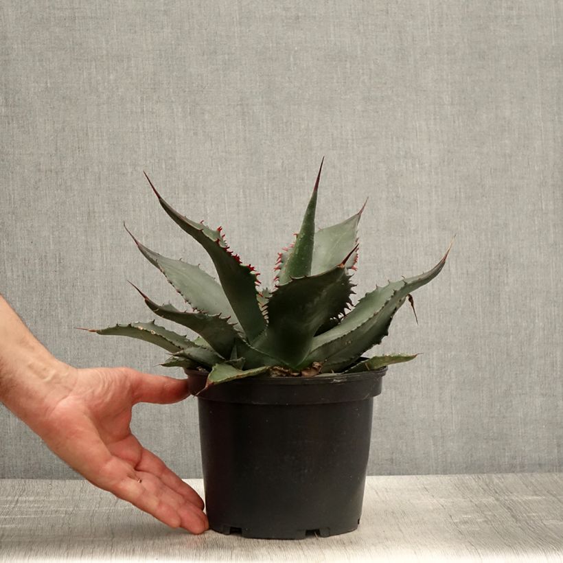 Ágave férox - Agave salmiana Maceta 3L/4L Ejemplar entregado en la primavera