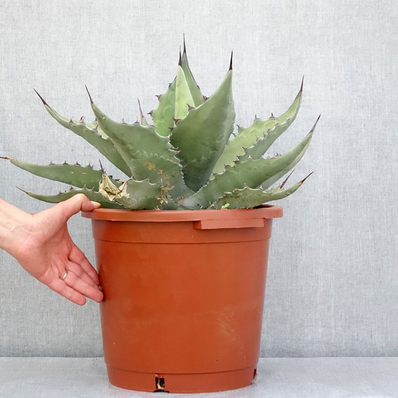 Agave salmiana subsp. crassispina - Ágave férox Maceta 12L/15L Ejemplar entregado en la primavera