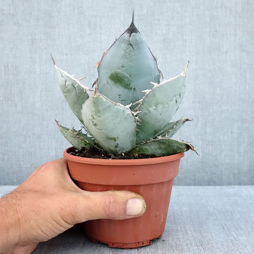 Ejemplar de Agave titanota Maceta de 12 cm / 13 cm entregado en verano
