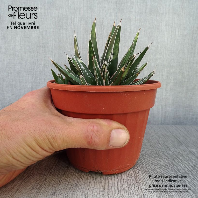 Ejemplar de Ágave de la Reina Victoria - Agave victoriae-reginae Maceta de 12 cm / 13 cm entregado en otoño