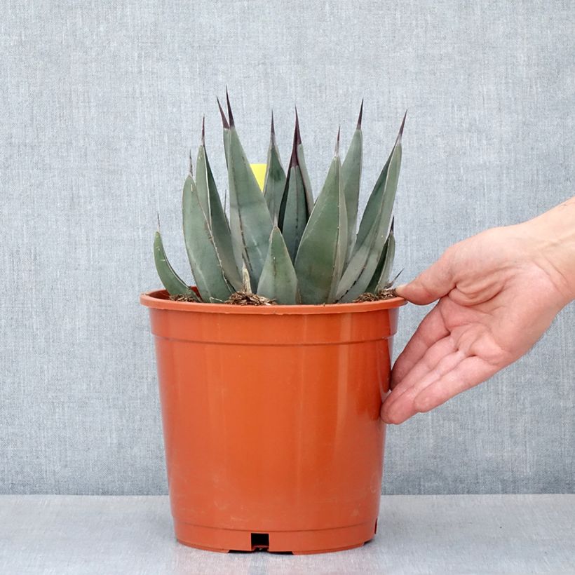 Agave x nigra - Pot de 4L/5L Ejemplar entregado en la primavera