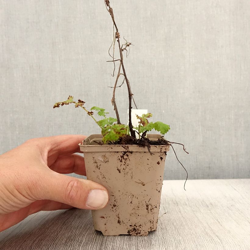 Ejemplar de Agrimonia eupatoria Alba - Hierba de San Guillermo Maceta de 8/9 cm entregado en otoño