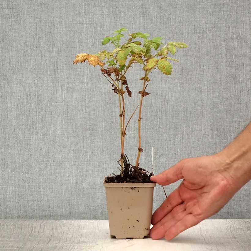 Ejemplar de Agrimonia eupatoria Alba - Hierba de San Guillermo Maceta de 8/9 cm entregado en verano