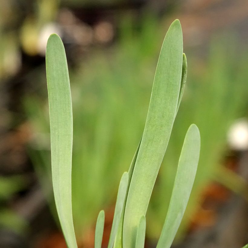 Allium Bubble Bath - Ajo decorativo (Follaje)