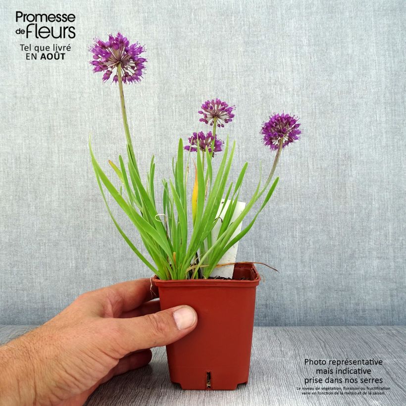 Ejemplar de Allium Lavender Bubbles - Ajo decorativo Maceta de 8/9 cm entregado en verano