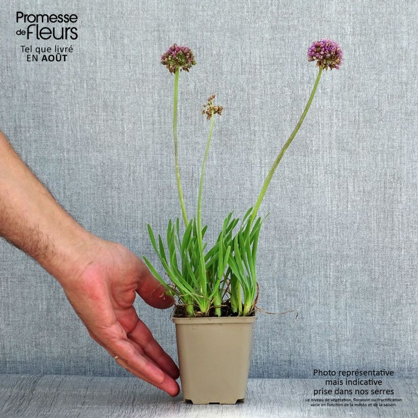 Ejemplar de Allium Little Sapphire - Ajo decorativo Maceta de 8/9 cm entregado en verano
