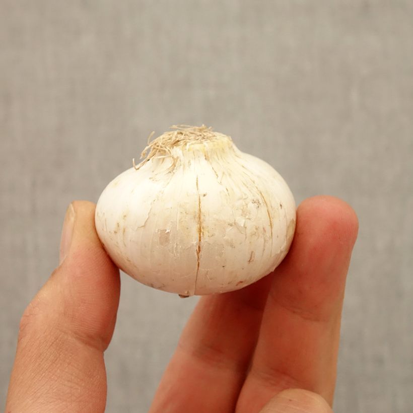 Ejemplar de Allium macleanii - Ajo decorativo Bulbo calibre 20+ entregado en otoño