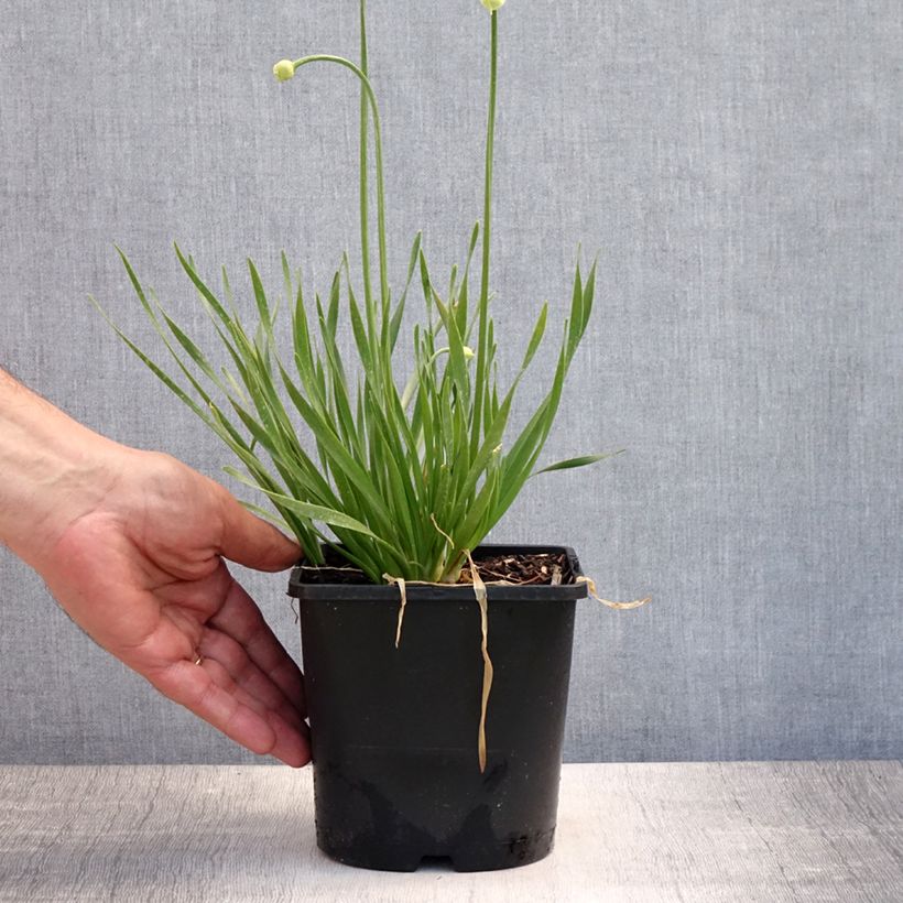 Ejemplar de Allium In Orbit - Ajo decorativo Maceta 2L/3L entregado en verano