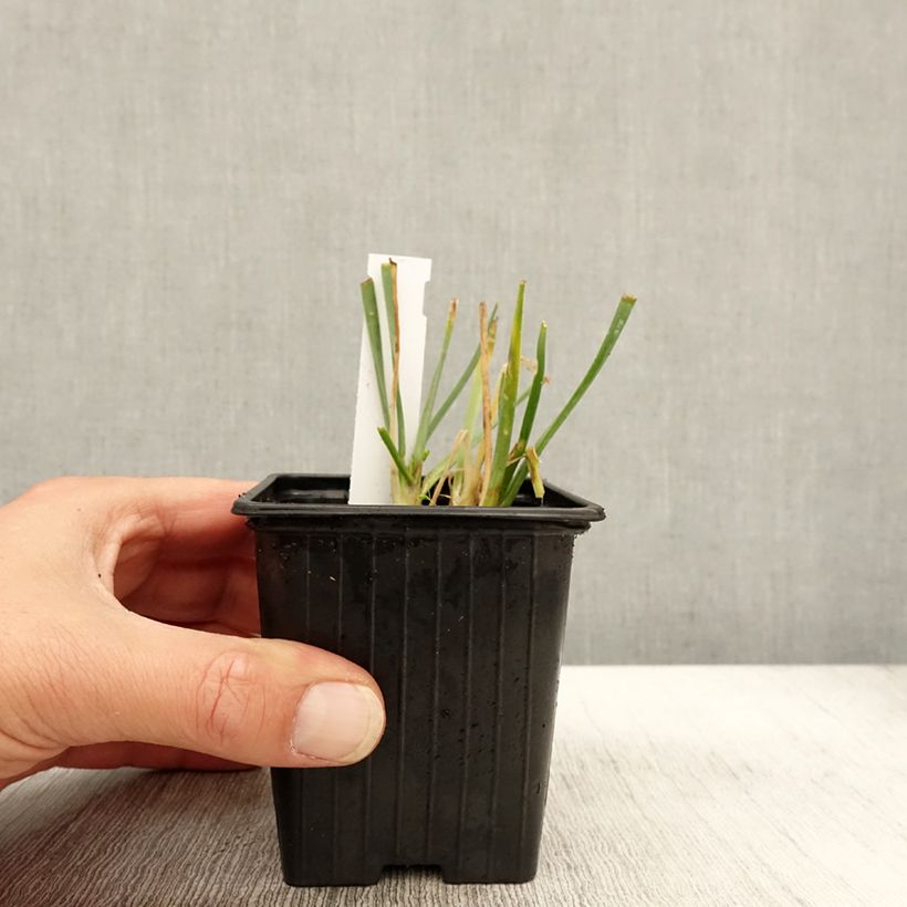 Ejemplar de Allium Lisa Blue - Ajo decorativo Maceta de 8/9 cm calibre I entregado en otoño