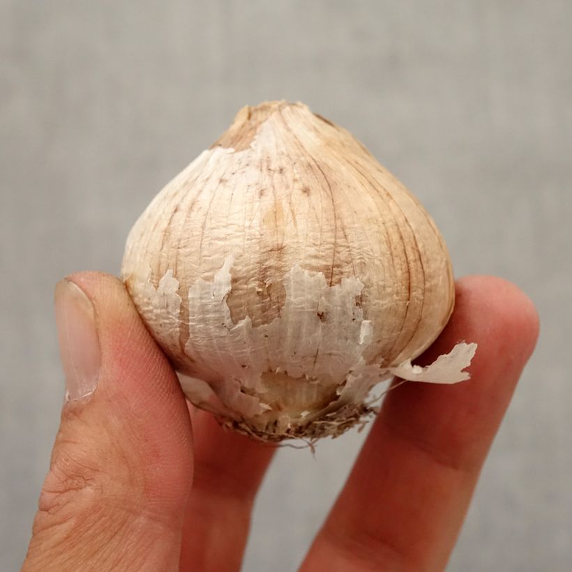 Ejemplar de Allium christophii - Ajo decorativo Bulbo calibre 12+ entregado en otoño
