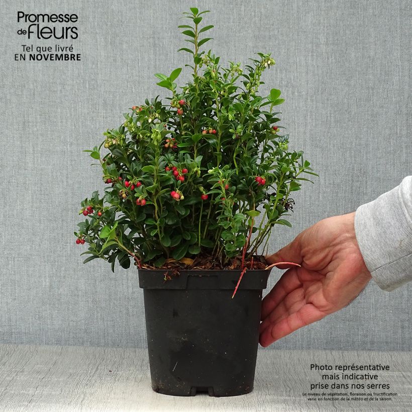 Ejemplar de Arándano rojo Red Pearl Maceta 2L/3L entregado en otoño