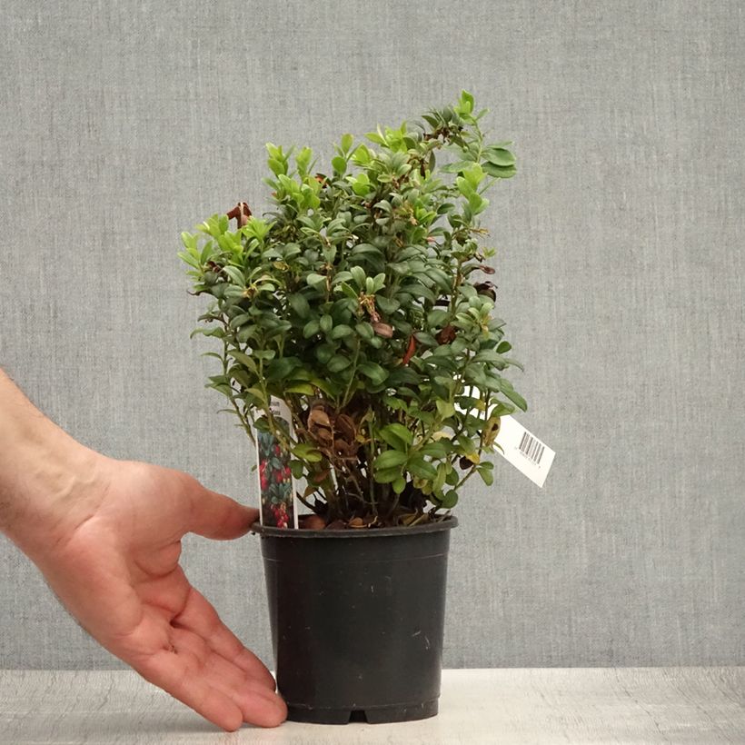 Ejemplar de Arándano rojo - Vaccinium vitis idaea Maceta 1,5L/2LAltura de entrega aprox. 15/20cm entregado en verano