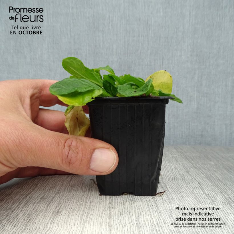 Ejemplar de Ajuga reptans Alba Maceta de 7/8 cm entregado en otoño