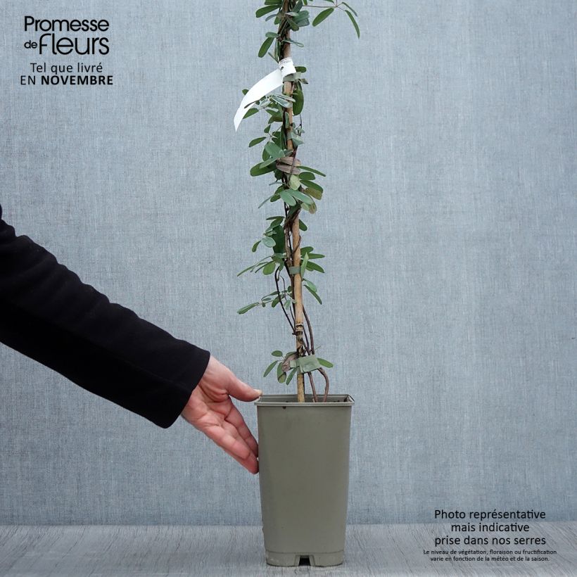 Ejemplar de Akebia longeracemosa - Akebi Maceta 2L/3L entregado en otoño
