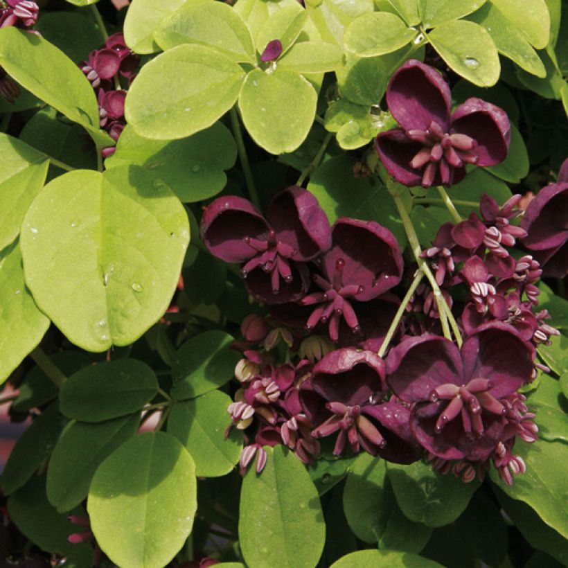 Akebia de cinco hojas - Akebia kinata (Floración)