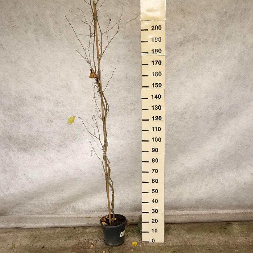 Ejemplar de Alangium chinense - Alangio chino Maceta 7,5L/10L entregado en otoño
