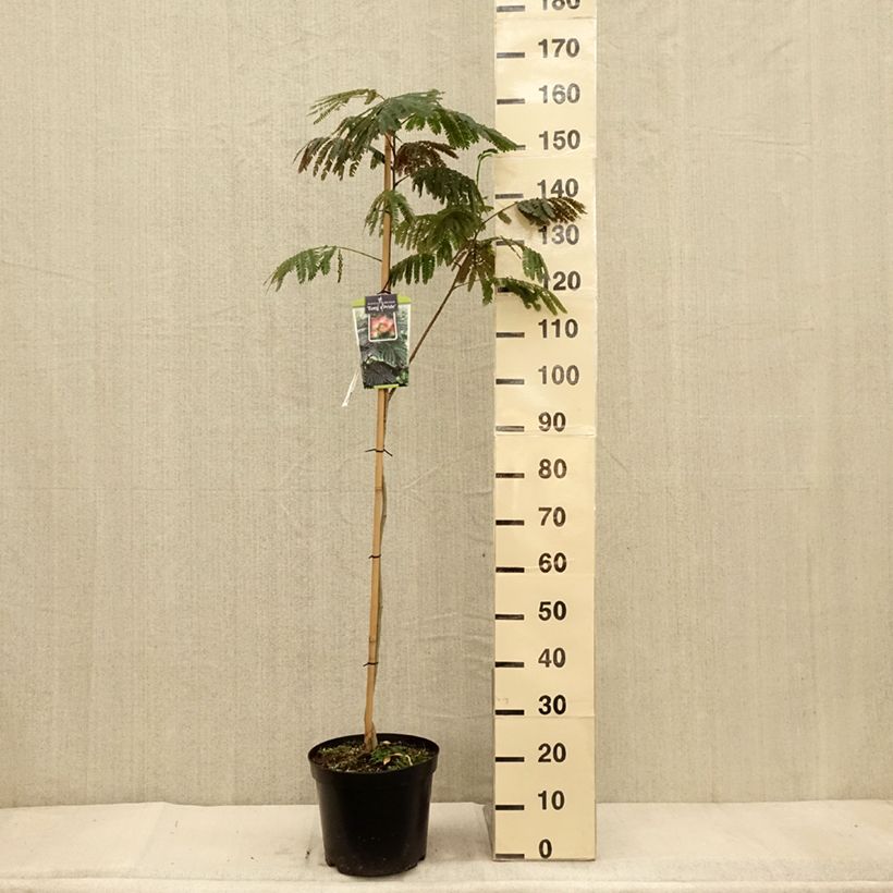 Ejemplar de Acacia de Constantinopla Evey's Pride - Albizia Maceta 7,5L/10L entregado en otoño
