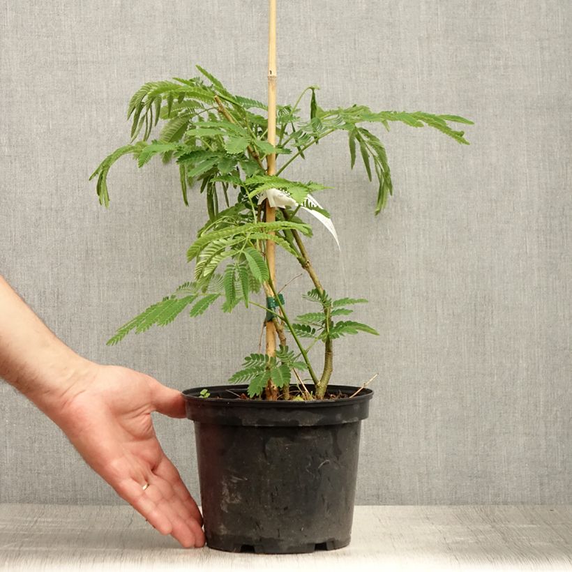 Ejemplar de Acacia de Constantinopla Ombrella - Albizia Maceta 3L/4LAltura de entrega aprox. 30/40cm entregado en verano