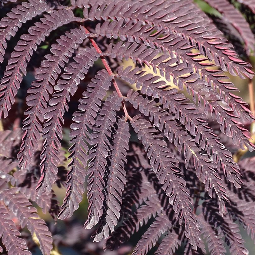 Acacia de Constantinopla Summer Chocolate - Albizia (Follaje)