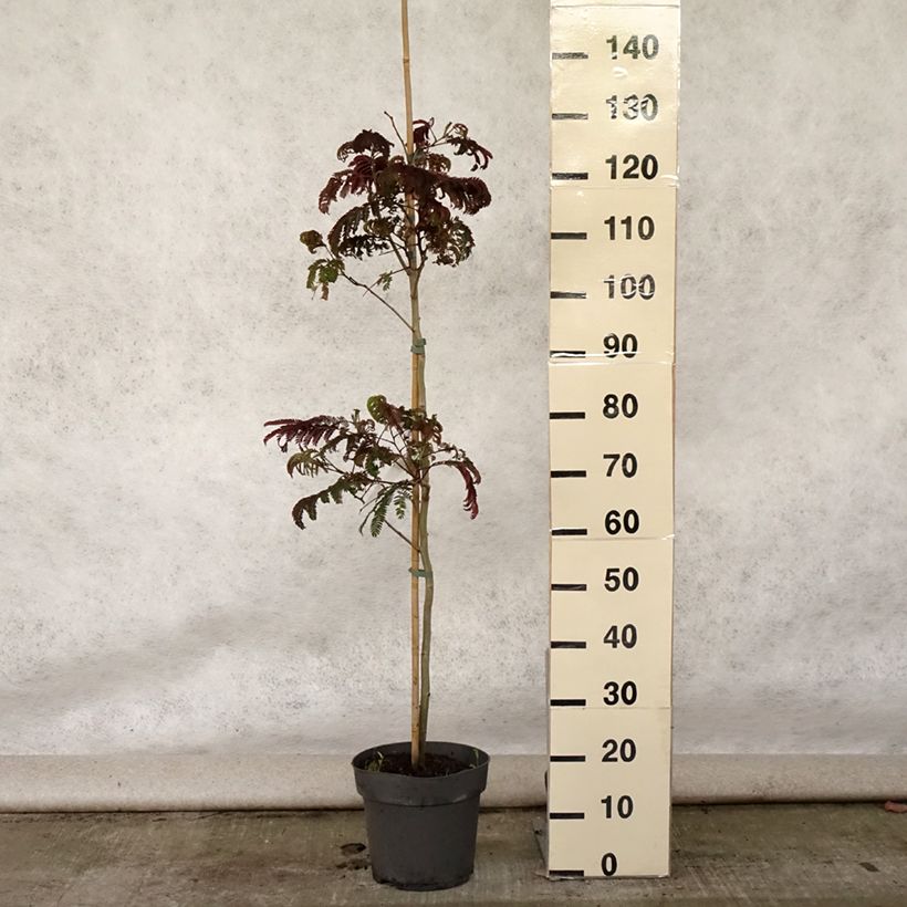 Ejemplar de Acacia de Constantinopla Summer Chocolate - Albizia Maceta 7,5L/10LAltura de entrega aprox. 40/60cm entregado en verano