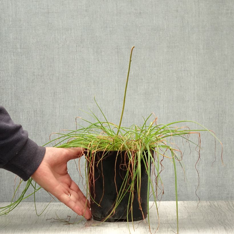 Ejemplar de Albuca shawii Maceta 3L/4L entregado en verano