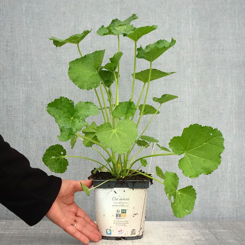 Alcea rosea Spring Celebrities White - Malva real Maceta 2L/3L Ejemplar entregado en la primavera