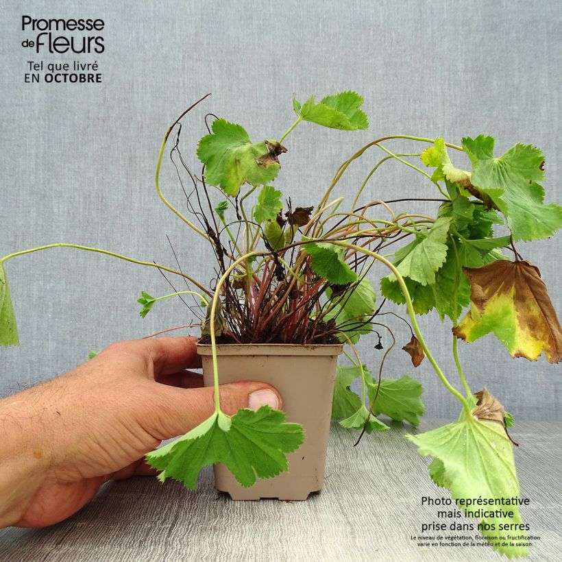 Ejemplar de Alchemilla epipsila - Alquemila Maceta de 8/9 cm entregado en otoño