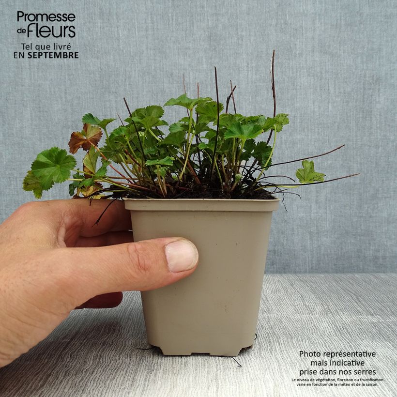 Ejemplar de Alchemilla erythropoda - Alquemila Maceta de 8/9 cm entregado en verano