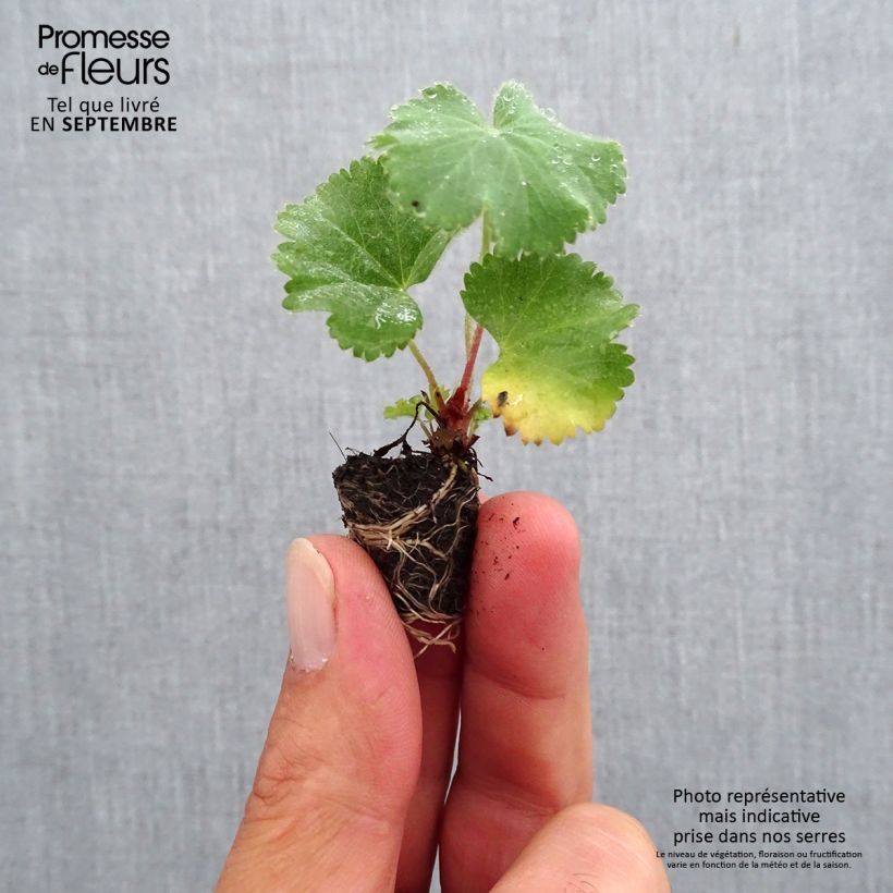 Ejemplar de Alchemilla mollis - Alquémila minicepellón: Ø 1,5/2,5 cm entregado en otoño