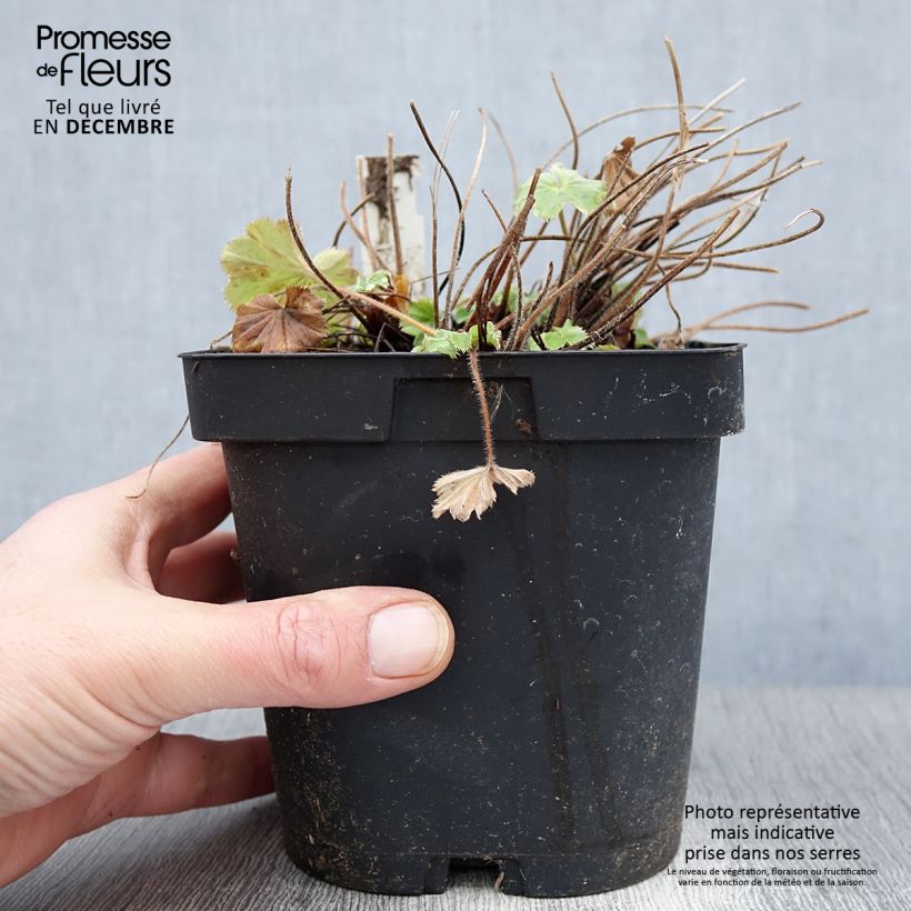 Ejemplar de Alchemilla mollis - Alquémila Maceta 2L/3L entregado en otoño