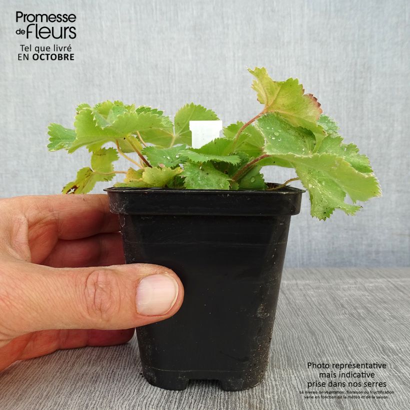 Ejemplar de Alchemilla mollis Thriller - Alquémila Maceta de 8/9 cm entregado en otoño