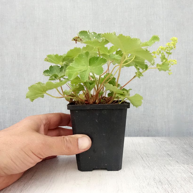 Ejemplar de Alchemilla mollis Thriller - Alquémila Maceta de 8/9 cm entregado en verano