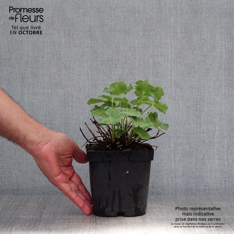Ejemplar de Alchemilla mollis Thriller - Alquémila Maceta 2L/3L entregado en otoño