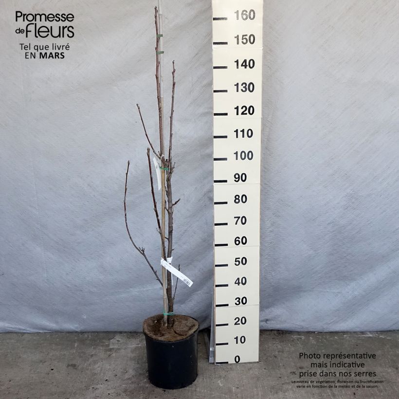 Sorbus aria Lutescens - Serbal morisco Maceta 12L/15L Ejemplar entregado en la primavera
