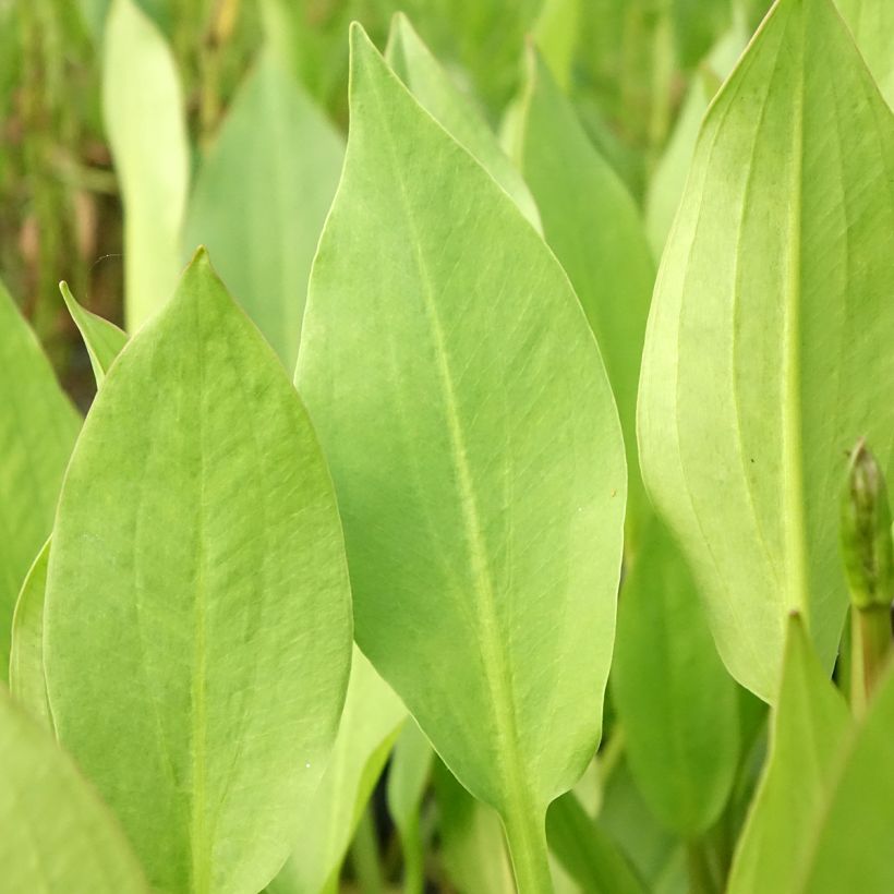 Alisma lanceolatum - Llanten de agua (Follaje)