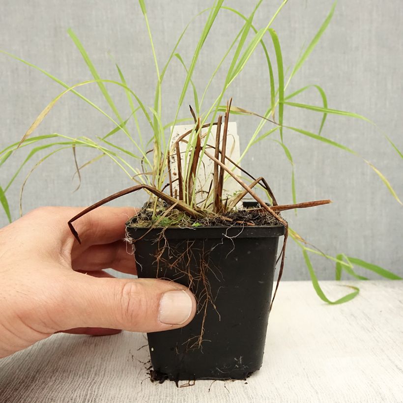 Ejemplar de Alisma lanceolatum - Llanten de agua Maceta de 8/9 cm entregado en otoño