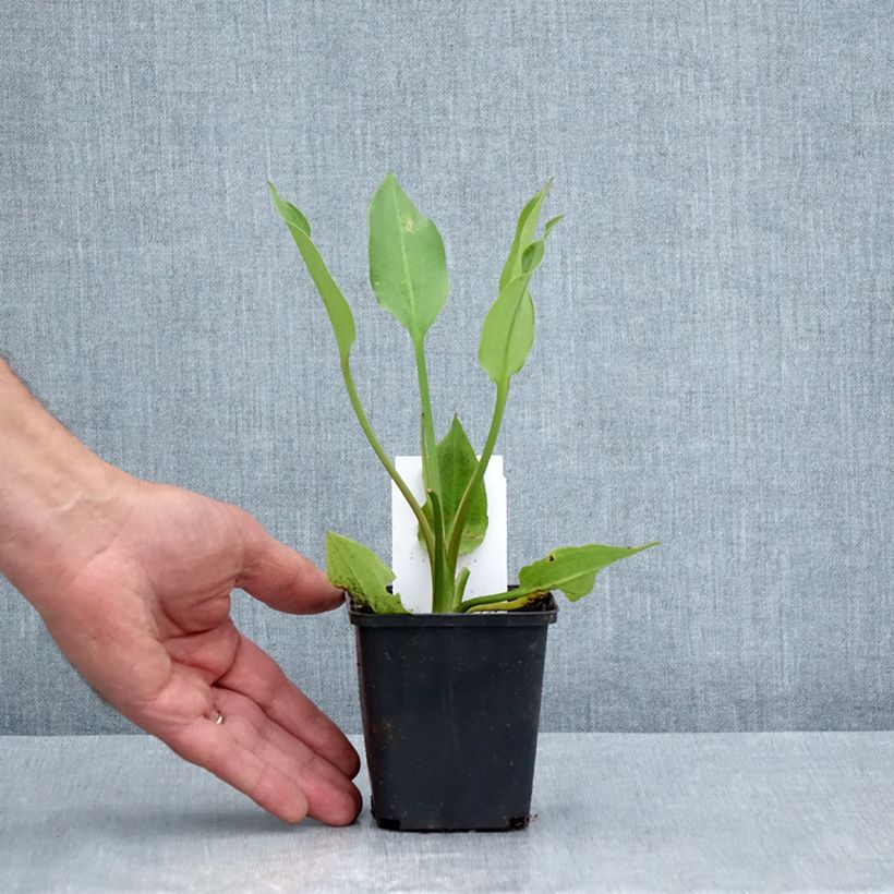 Ejemplar de Alisma lanceolatum - Llanten de agua Maceta de 8/9 cm entregado en verano