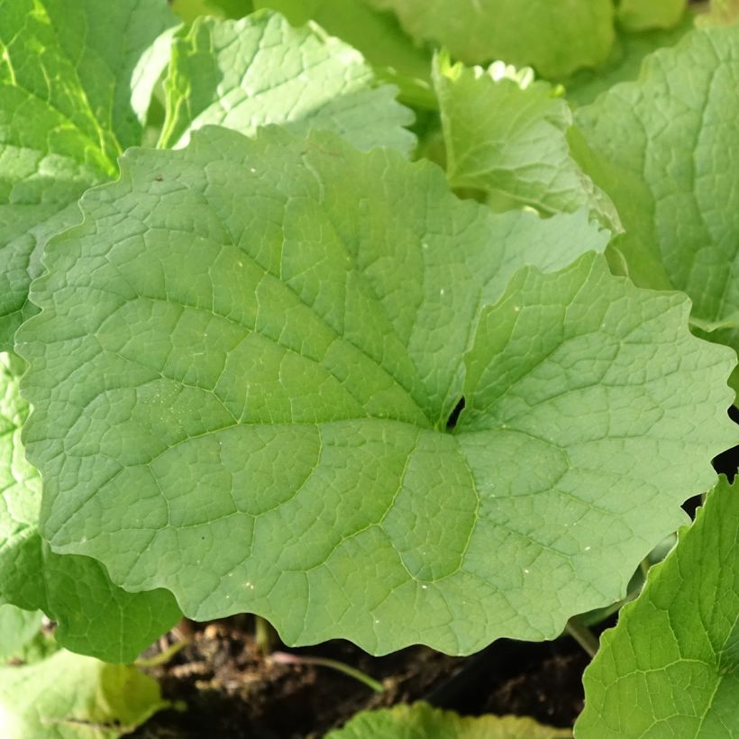 Aliaria - Alliaria petiolata (Follaje)