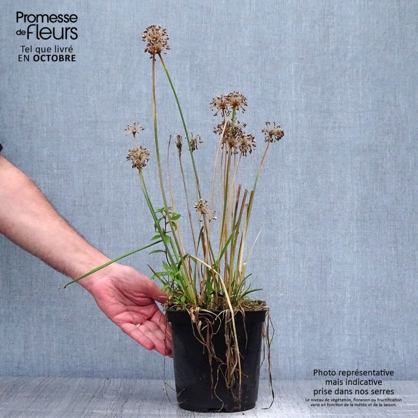 Ejemplar de Allium Millenium - Ajo decorativo Maceta 2L/3L entregado en otoño