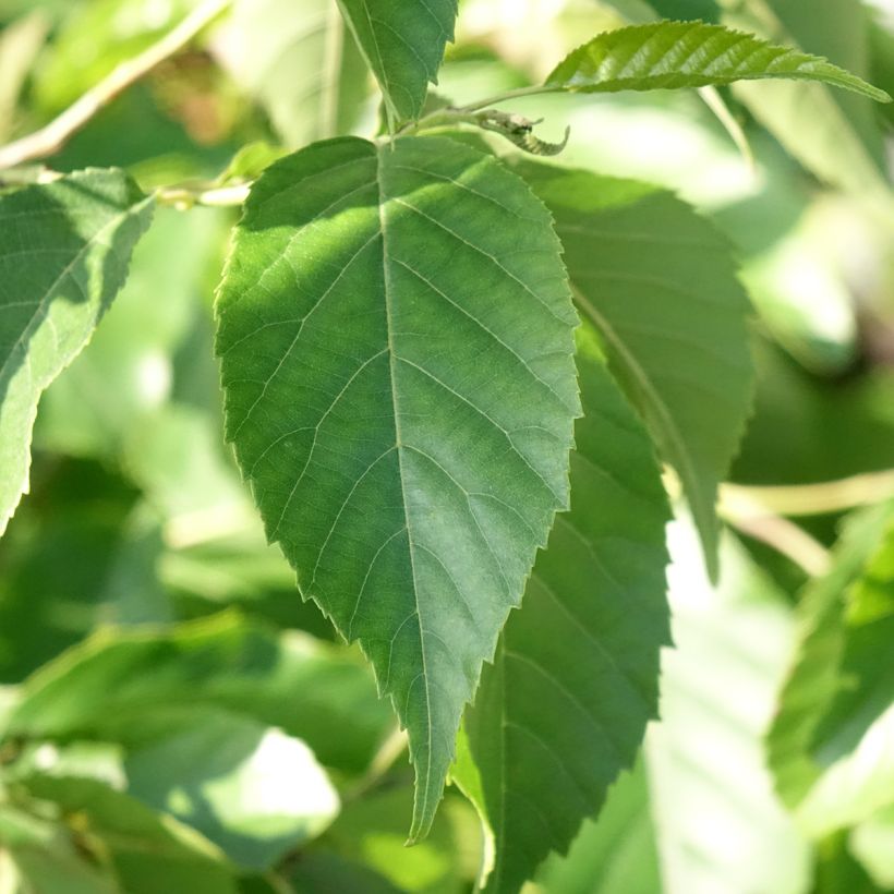 Alnus spaethii - Aliso de Spaeth (Follaje)
