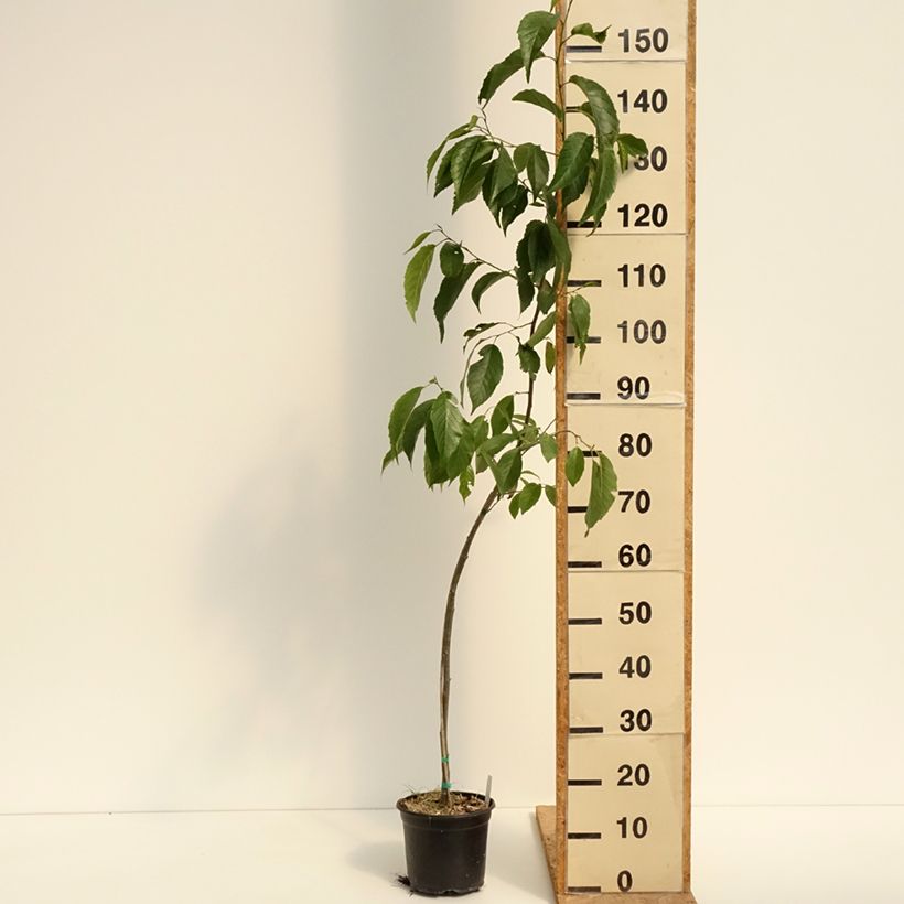 Ejemplar de Alnus spaethii - Aliso de Spaeth Maceta 3L/4L entregado en verano