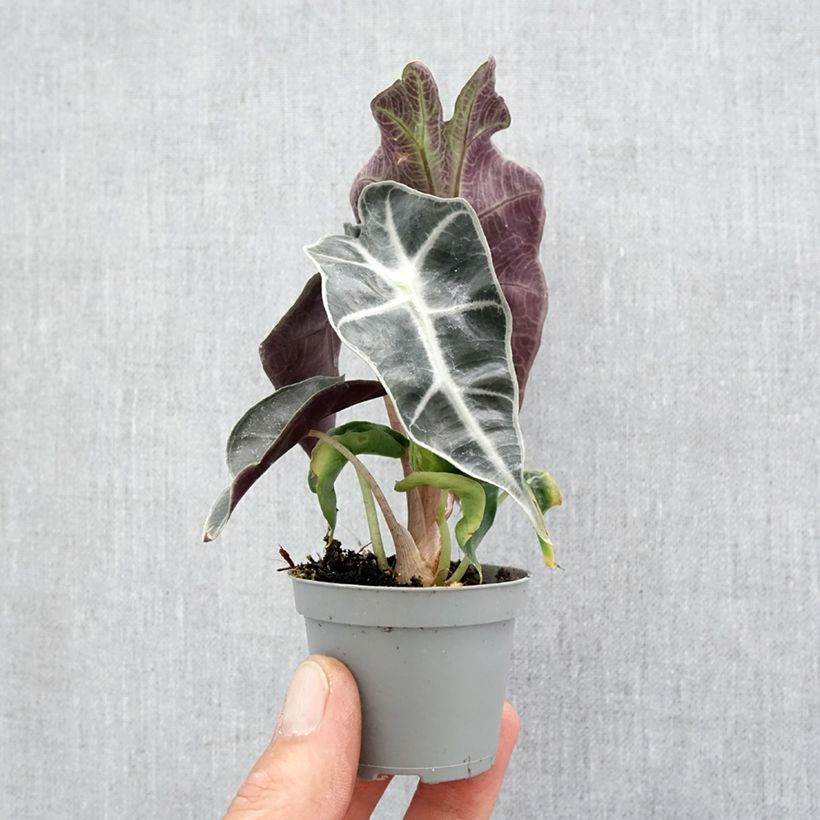 Alocasia Amazonica Dwarf - Oreja de elefante Mini-plante Ejemplar entregado en la primavera