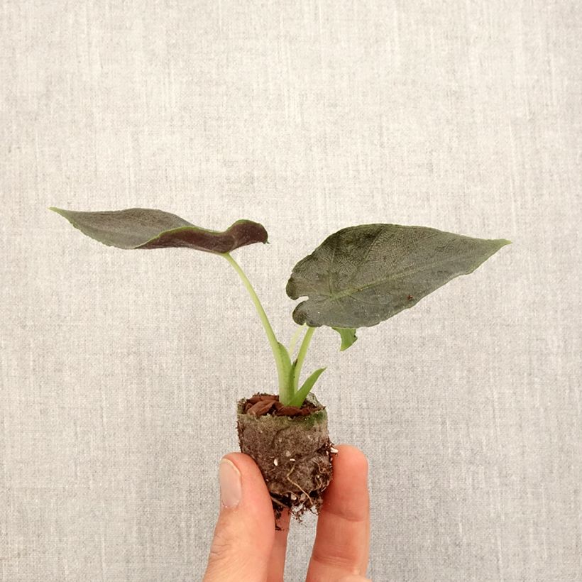 Alocasia Antoro Velvet - Oreja de elefantephante Mini-plante Ejemplar entregado en la primavera