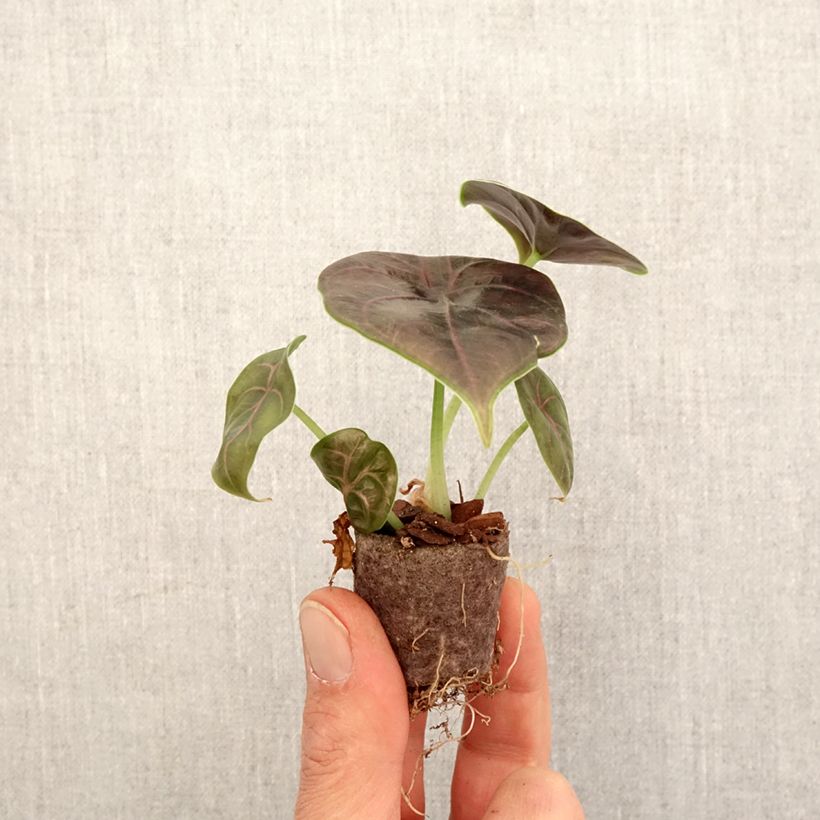 Alocasia azlanii - Oreille d'éléphant - Mini-motte Ø 3/4 cm Ejemplar entregado en la primavera