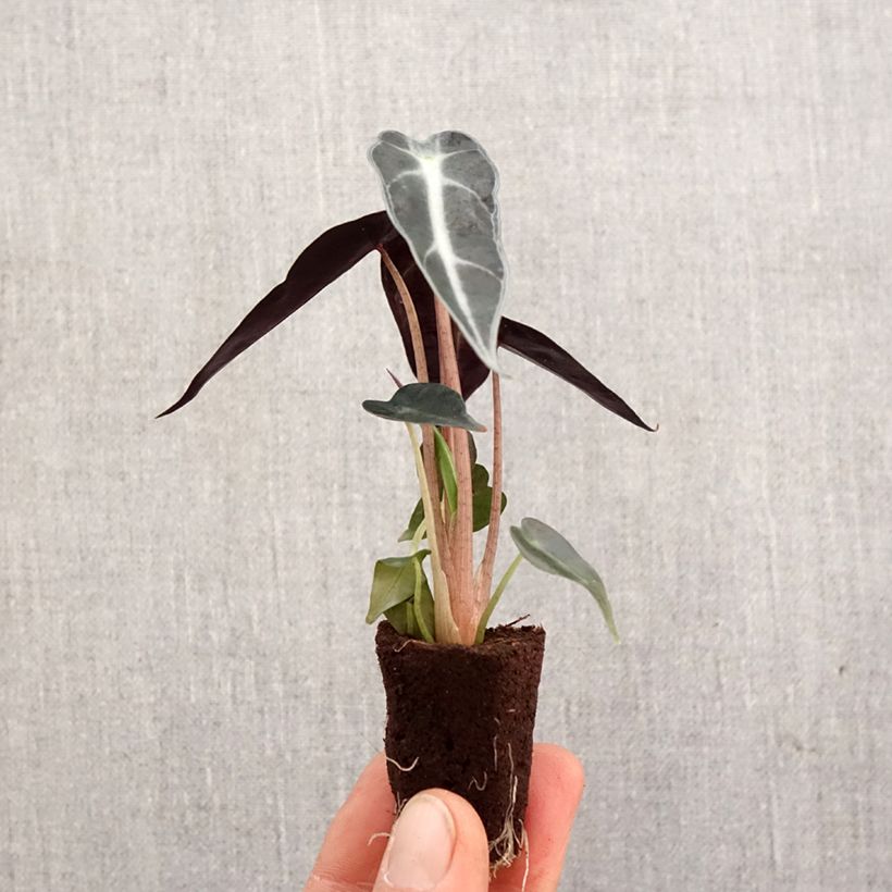 Alocasia Bambino - Oreja de elefantephante Mini-plante Ejemplar entregado en la primavera