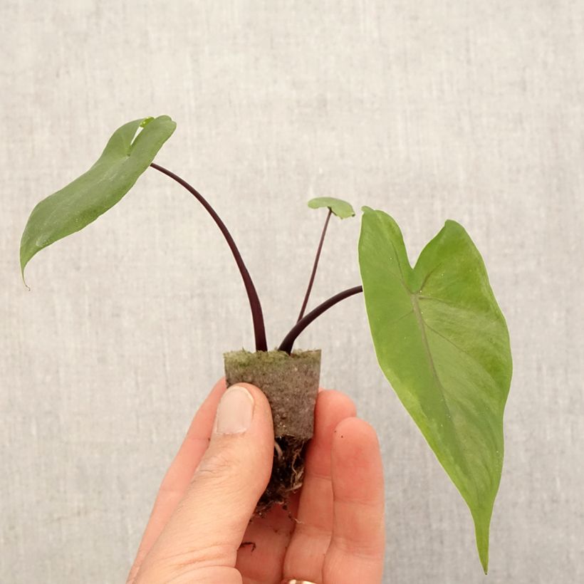 Alocasia Black Stem - Oreille d'éléphant - Mini-motte Ø 3/4 cm Ejemplar entregado en la primavera