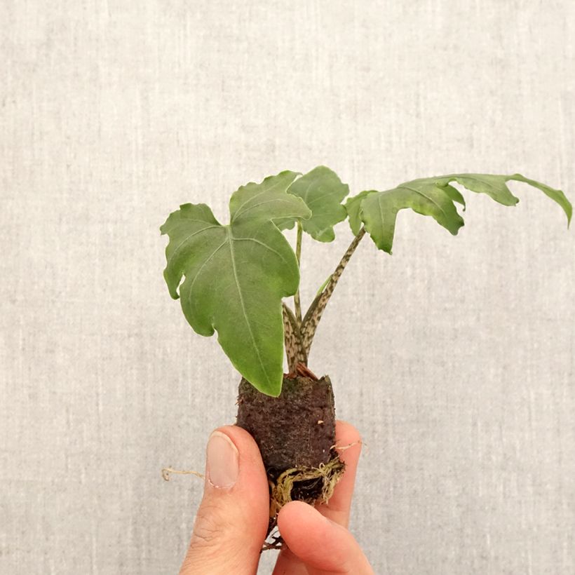 Alocasia brancifolia - Oreille d'éléphant - Mini-motte Ø 3/4 cm Ejemplar entregado en la primavera