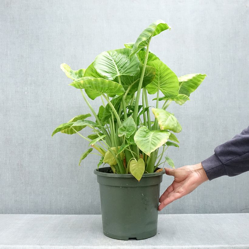 Alocasia Calidora - Oreja de elefantephante Maceta 7,5L/10L Ejemplar entregado en la primavera